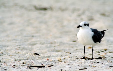 seagull - birds, seagull, lonly bird, white bird