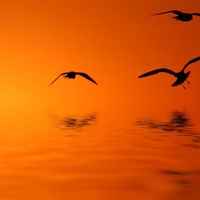 Birds at sunset