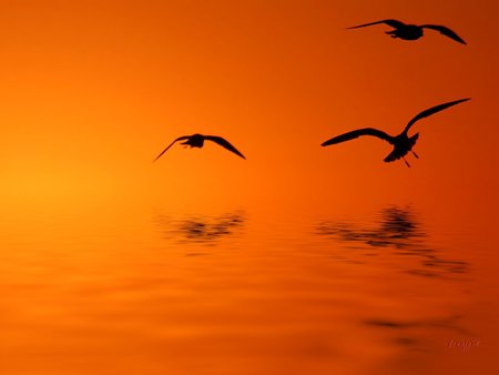 Birds at sunset - landscape, light, sun, sunset, bird