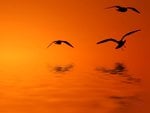 Birds at sunset