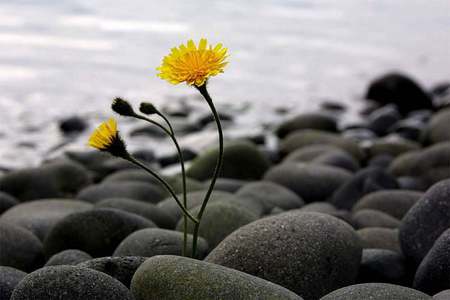 Must be revived, even among the rocks - flower, yellow, nature, river