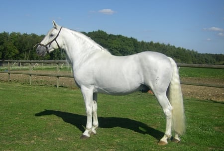 Andalusian Stud - white, horses, spanish, stud, andalusian