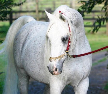 Arabian Beauty - horses, beauty, arabian, grey