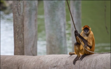 Spider Monkey - animals, spider, primates, monkey, zoo