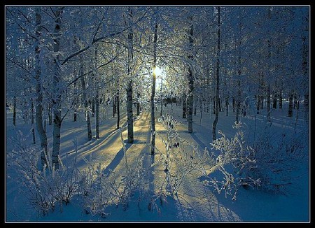 Snow glow - glitter, trees, forest, sun, snow, winter