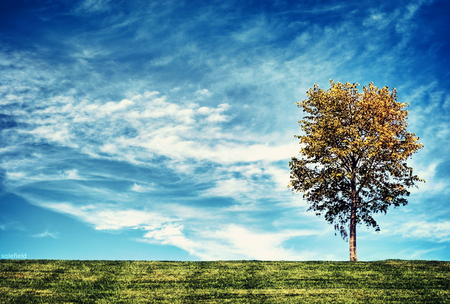 Tree in the field - sky, tree, field, blue