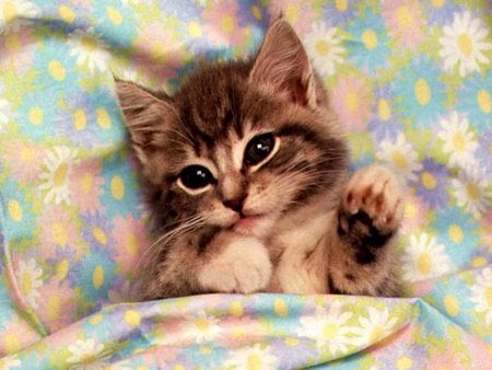 In my blanket - sweet, cat, blanket, kitten