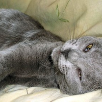 Grey cat