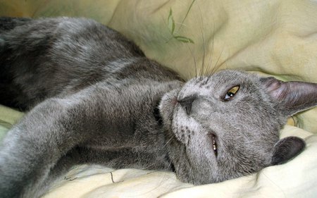 Grey cat - cat, animal, grey, kitten