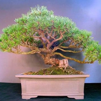 Bonsai