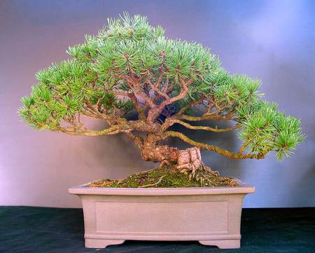 Bonsai - pot, shrub, japan, small, bonsai, tree, japanese