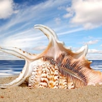 Shell