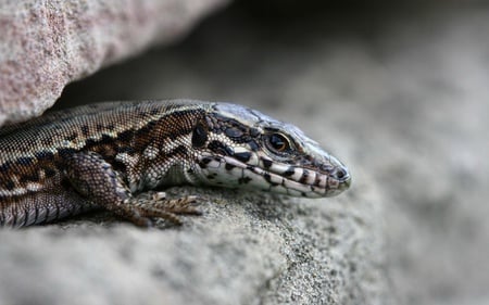 Life on the Edge - lizard, rocks, reptile, eye, cold blooded, snout, claws