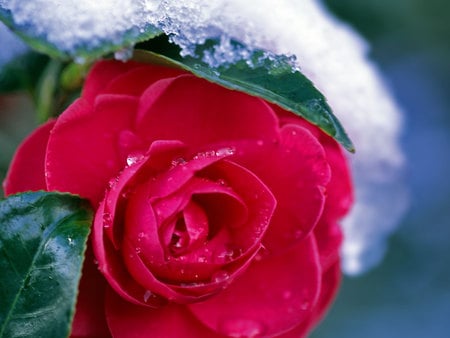 Dew Drops - pretty, red, striking, bloom, rose, flower