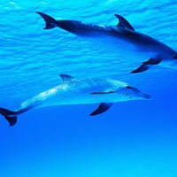 Dolphin Duo