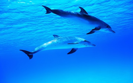 Dolphin Duo - dorsal fin, play, water, blue, beautiful, ocean, deep, dolphins, playful, nature, fins, pod, swim