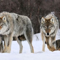 Gray Wolves