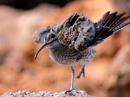 Courlis Corlieu - bird, curlew, white, whimbrel, brown, migratory