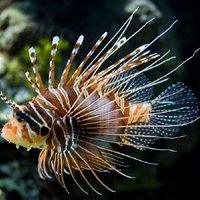 Lion Fish