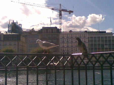 Geneve - clouds, urban, birds, nature, lake, sky