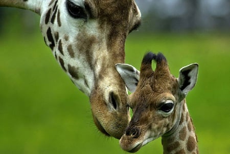 The Long and Short of it - nature, giraffe, spots, mother, animals