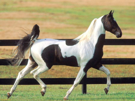 Pride in his step - back and white, prancing, horse, stallion, fence, pasture, pinto