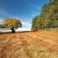 oak-tree-bradgate-park