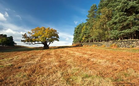 oak-tree-bradgate-park - nature, sky, oak, forces, tree