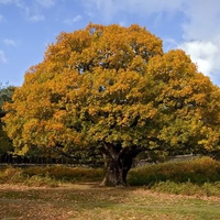 autumn-oak-tree