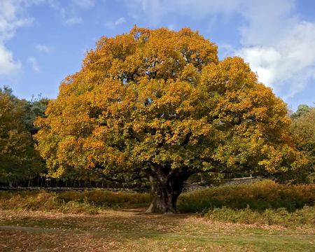 autumn-oak-tree - forces, nature, tree, sky, oak