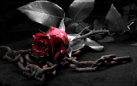 ROSE - chains, gothic, rose, red