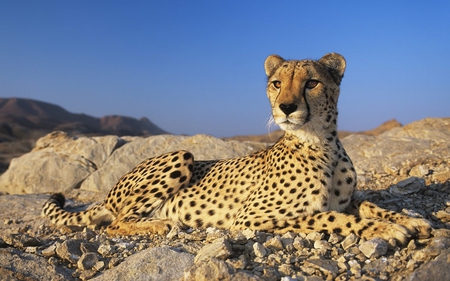 Keen of Eye - Fleet of Foot - cheetah, spots, animal, rocks, cat