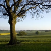 oak-tree-countryside