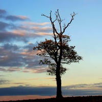 cloud-tree-silhouette