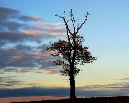 cloud-tree-silhouette - sky, forces, silhouette, tree, nature