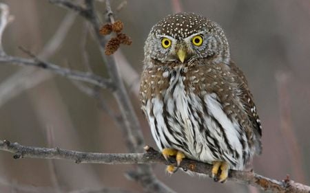 Silent Predator - bird, tree, owl, nature, beak, branch, eyes