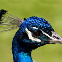 blue-peacock-head