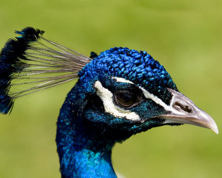 blue-peacock-head - animals, peacock, head, birds, blue