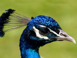 blue-peacock-head