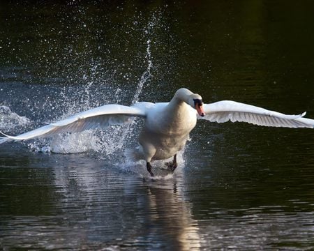 swan-taking-off - white, swan, animals, water, birds