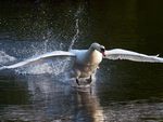 swan-taking-off