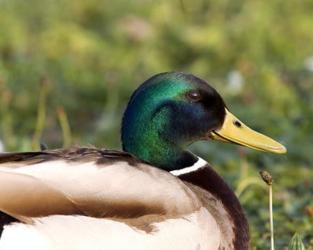 mallard-drake-grass - animals, birds, duck, grass