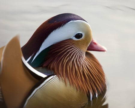 mandarin-duck-close - duck, birds, waters, animals, mandarin