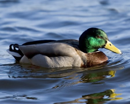 colourful-mallard - animals, duck, waters, colour, birds