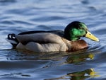 colourful-mallard