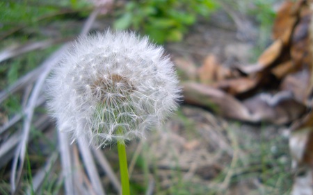 There is Beauty in a Weed - nature, bloom, dandelion, fragile, flower