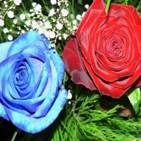 red blue flowers