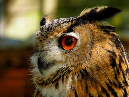 I'VE AN EYE ON YOU! - powerful, eagle owl, raptor, bubo bubo