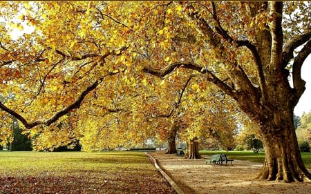 BEAUTIFUL GARDEN - trees, garden, benches, botanical, fall colors, pathway