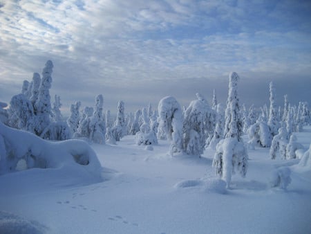 Snow in Finland - cold trees, freeze, finland, snow